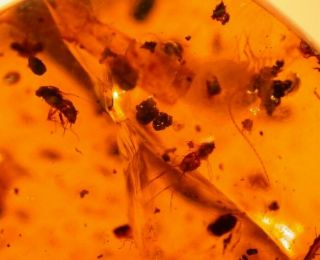 5 Flies With Coprolites In Burmite Amber Fossil Gemstone Myanmar Dinosaur Age
