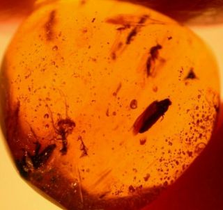Group Of 10 Insects In Burmite Amber Fossil Gemstone Dinosaur Age