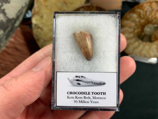 Crocodile Tooth (morocco) 10 - Kem Kem,  Dinosaur Era Fossil