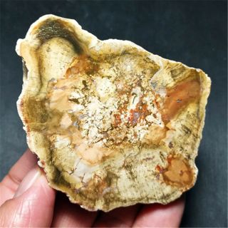 118.  9g Natural Petrified Wood Fossil Crystal Polished Slice Madagascar 19112404