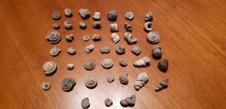 45 Florida Fossil Turitella And Gastropod Shell Casts