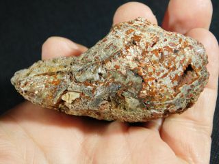 A Polished Jurassic Era Dinosaur Gem Bone Fossil Utah 117gr