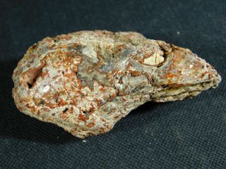 A Polished Jurassic Era Dinosaur GEM Bone Fossil Utah 117gr 2