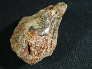 A Polished Jurassic Era Dinosaur GEM Bone Fossil Utah 117gr 3