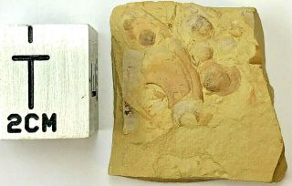 Diandongia Pista Brachiopod Fossils – Chengjiang Biota – Lower Cambrian,  China