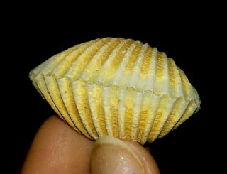 Sea Shell Fossil,  Bivalve,  Arcidae From Java,  Indonesia,  35mm