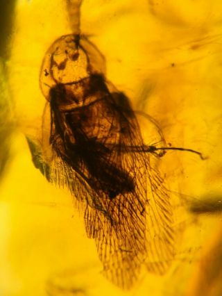 Big Adult Roach Shell Burmite Myanmar Burmese Amber Insect Fossil Dinosaur Age