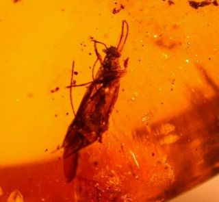 Winged Male Ant With Jaws In Dominican Amber Fossil Gem