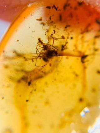 Unique Arachnida Bug Burmite Myanmar Burmese Amber Insect Fossil Dinosaur Age