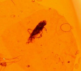 Fulgoroid With Mycetophilid Fly,  Mite In Authentic Dominican Amber Fossil Gem