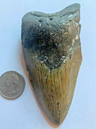 Megalodon Shark Tooth 3.  989 Inch No Restorations Diver Direct