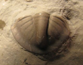 Bathyurus Trilobite,  Ordovician From Ontario,  Canada