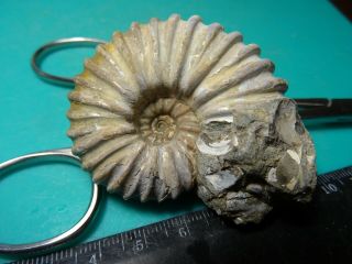 Ammonites Parahoplites Кавказ меловой период