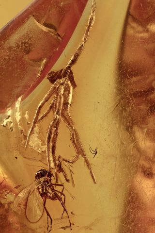 Spider & Midge Fossil Inclusion Baltic Amber 191107 - 2,  Img