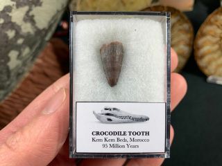 Crocodile Tooth (morocco) 07 - Kem Kem,  Dinosaur Era Fossil