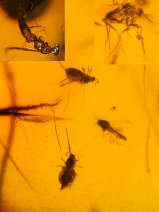 4 Diptera Fly&wasp Bee Burmite Myanmar Burmese Amber Insect Fossil Dinosaur Age
