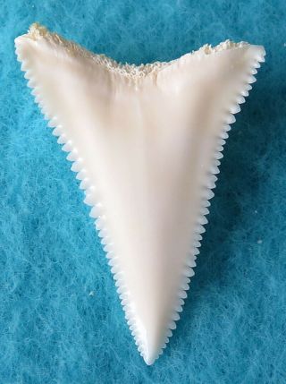 1.  234 " Lower Real Modern Great White Shark Tooth (teeth)