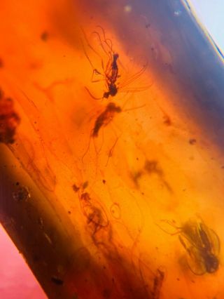 8 Diptera Mosquito Fly Burmite Myanmar Burmese Amber Insect Fossil Dinosaur Age