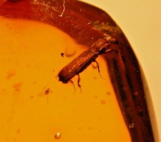 Ambrosia Beetle With Hitchhiker Mite,  Flies In Authentic Dominican Amber Fossil