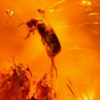 Beetle With Flies In Authentic Dominican Amber Fossil Gemstone