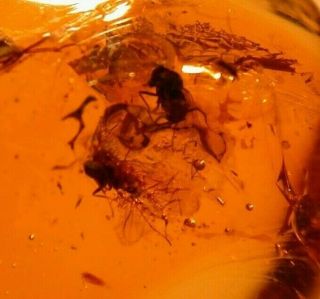 Beetle with Flies in Authentic Dominican Amber Fossil Gemstone 2
