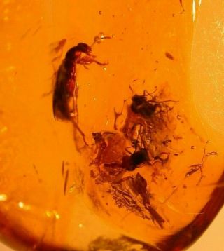 Beetle with Flies in Authentic Dominican Amber Fossil Gemstone 3