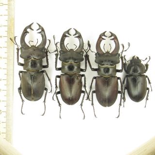 Coleoptera Lucanidae Lucanus Cervus Turcicus / 7,  3/7,  2/7,  1/4,  3 Cm/ Bulgaria