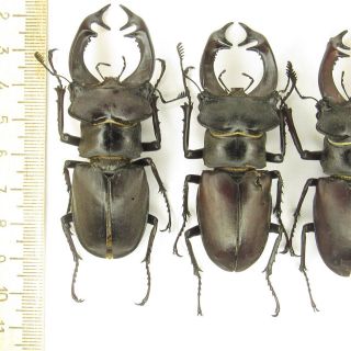 Coleoptera Lucanidae Lucanus cervus turcicus / 7,  3/7,  2/7,  1/4,  3 cm/ Bulgaria 2