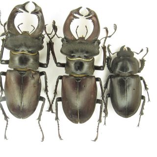 Coleoptera Lucanidae Lucanus cervus turcicus / 7,  3/7,  2/7,  1/4,  3 cm/ Bulgaria 3
