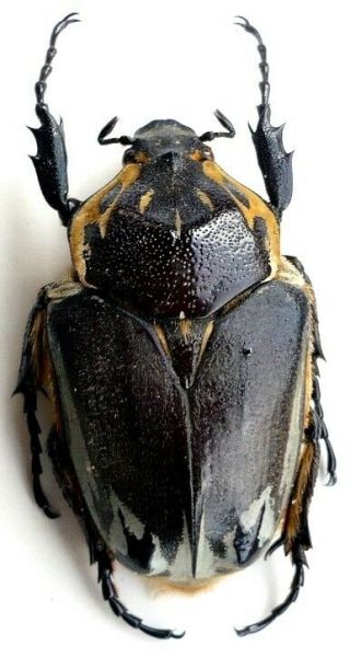 Coleoptera Cetonidae Goliathus Mecynorrhina Goliathus Cacicus F.  Princeps