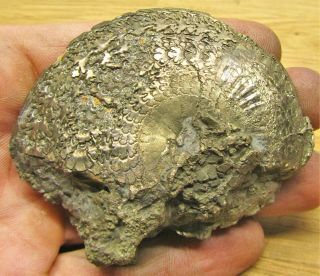 Stunning Oxynoticeras Ammonite 75 Mm Jurassic Pyrite Fossil Uk Minerals Rocks
