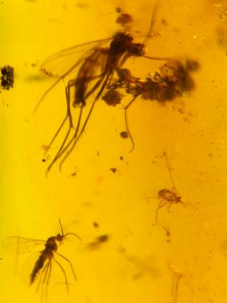 Tick And Mosquitoes Burmite Cretaceous Amber Fossil Dinosaurs Era
