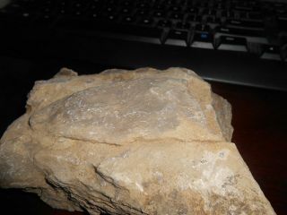 Unknown Fossil Fm/ Cincinnati Crinoid?
