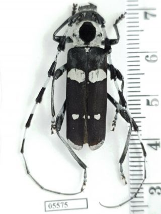 Cerambycidae Rosalia Funebris Usa,  California Very Big 33 - 34mm
