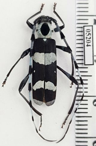 Cerambycidae Rosalia Funebris Usa,  California