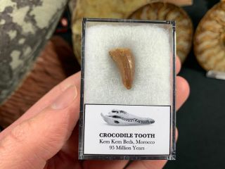 Crocodile Tooth (morocco) 05 - Kem Kem,  Dinosaur Era Fossil