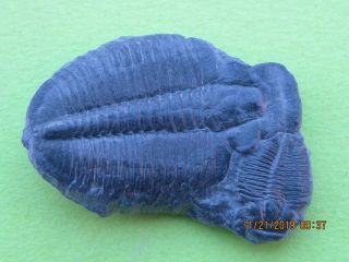 Elrathia Trilobite Fossil Multiple Specimen 1