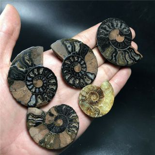 85g Natural Black Cretaceous Ammonite Fossil Sliced Mineral Specimen A101