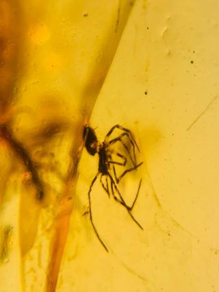 Striped Legs Spider&fly Burmite Myanmar Burmese Amber Insect Fossil Dinosaur Age