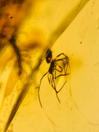 striped legs spider&fly Burmite Myanmar Burmese Amber insect fossil dinosaur age 2