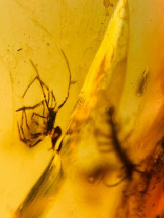 striped legs spider&fly Burmite Myanmar Burmese Amber insect fossil dinosaur age 3
