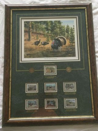 National Wild Turkey Federation Nwtf 2000 Framed " Ghost Canyon Gobbler " Print