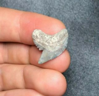 Sharp 0.  83 " Tiger Shark Tooth Teeth Fossil Sharks Necklace Jaws Jaw Megalodon