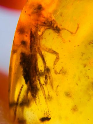 Unknown Big Bug&fly Burmite Myanmar Burmese Amber Insect Fossil Dinosaur Age