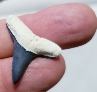 Fossil Lemon Shark Tooth Blue W/white Root From " Bone Valley ",  Florida