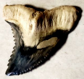 1.  5 " Bone Valley,  Florida Hemipristis Serrated Snaggletooth Fossil Shark Tooth
