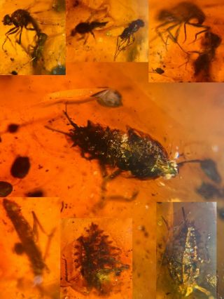 4 Cicada Larva&many Fly Burmite Myanmar Burmese Amber Insect Fossil Dinosaur Age
