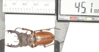 Lucanidae Lucanus Delavayi 45.  1mm S.  Sichuan