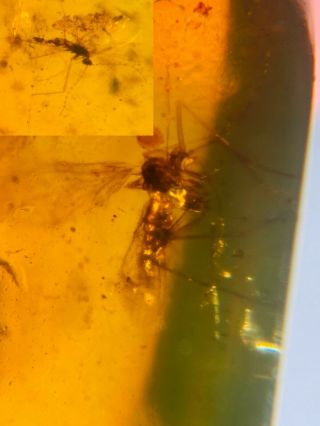 Scorpion Fly&mosquito Burmite Myanmar Burmese Amber Insect Fossil Dinosaur Age