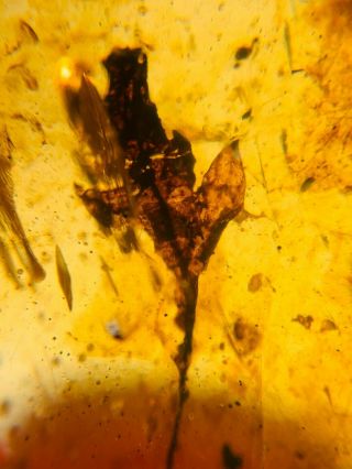 1.  08g plant tree leaf Burmite Myanmar Burmese Amber insect fossil dinosaur age 2